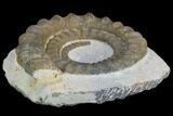 Devonian Ammonite (Anetoceras) - Morocco #99955-2